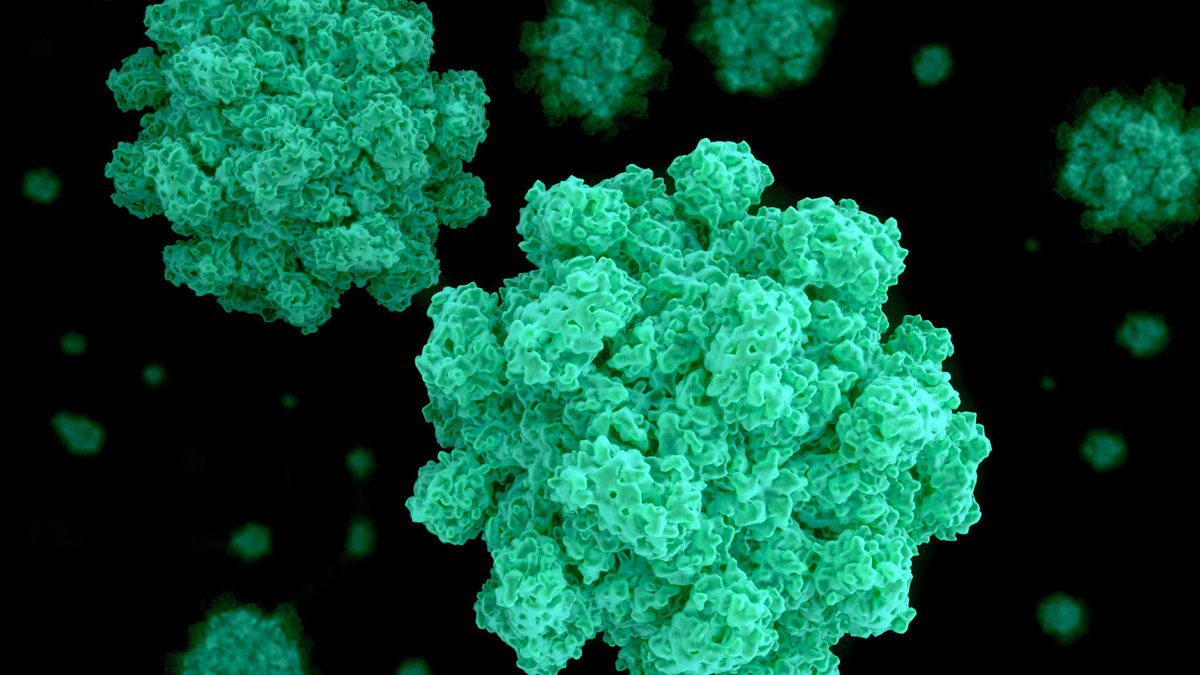 Norovirus Microbe