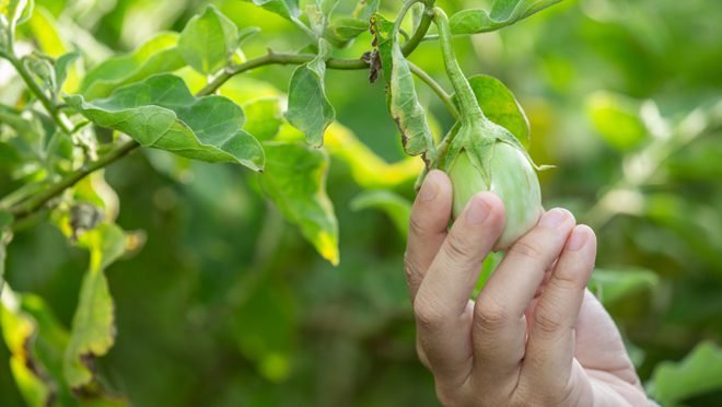 Eat sustainably