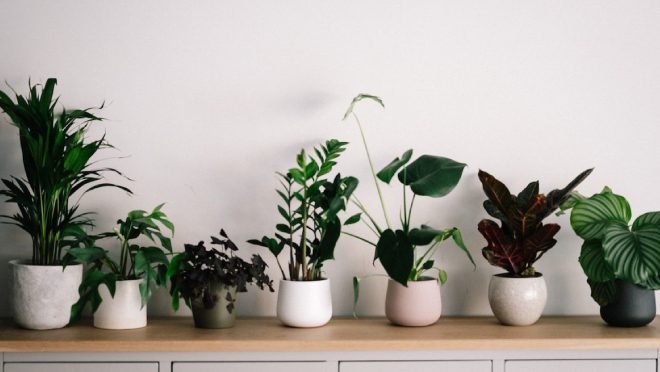 Indoor Plants